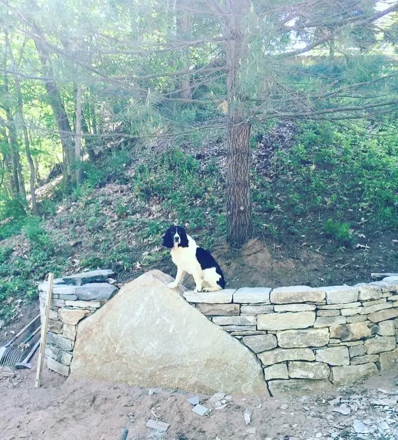 The Bashon Hill farm dog — the yard mascot